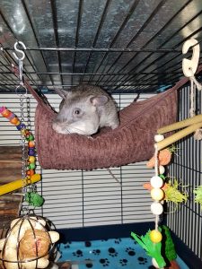 Arno the Pouched Rat