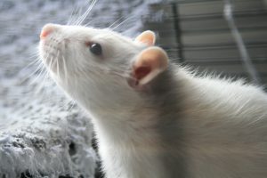 Leeloo, who inspired Lu, the main character of the book. Grey rat