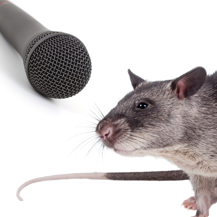 What noises does a pouched rat make?