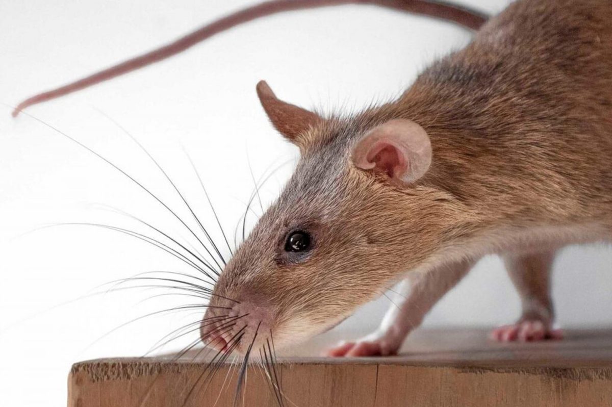 African Giant Pouched Rats National Pouched Rat Society