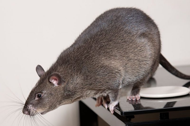African Giant Pouched Rats National Pouched Rat Society